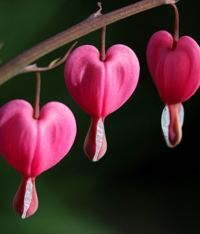 Bleeding Heart Flower